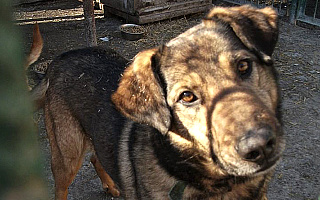 Psy z Pudwąg pilnie szukają domów
